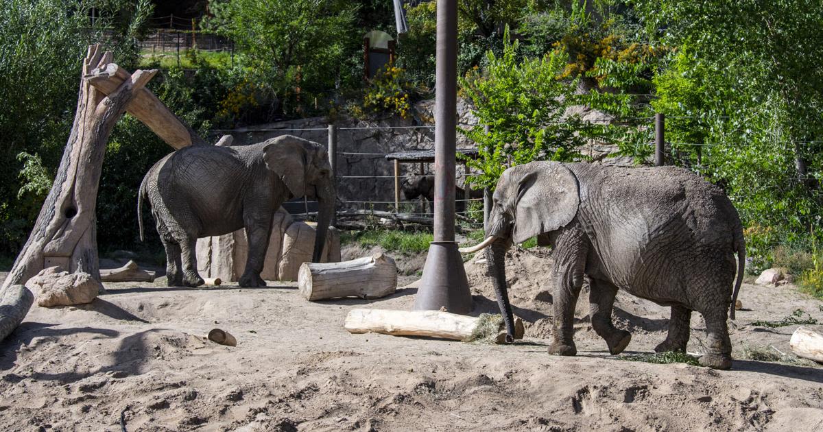 Law professors urge Colorado Supreme Court to release Cheyenne Mountain Zoo elephants to sanctuary