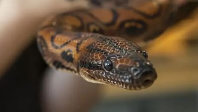 Boa thought to be male gives birth to 14 snakes by extremely rare virgin birth phenomenon