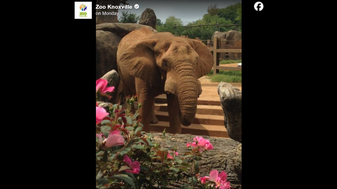 One of the largest elephants in North America dies at 46, zoo announces. ‘Heartbroken’