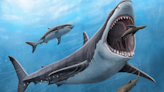 Megalodons were likely warm-blooded, despite being stone-cold killers