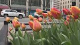 Chicago unveils new 'Magnificent Mile Tulip' in spring display