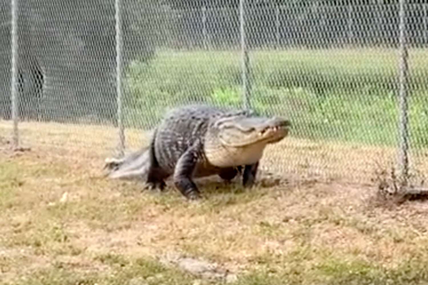 'Absolute Dinosaur' of an Alligator Removed from Florida Path Frequented by Schoolchildren