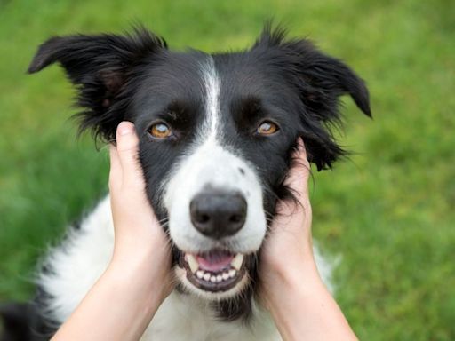 This Common And Beloved Dog Treat Can Destroy Your Pet's Teeth