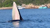 西貢鯨魚死亡｜鯨魚屍體今就地掩埋 待自然腐化後骸骨製標本