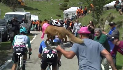 Un zorro fue protagonista en la etapa 20 del Giro de Italia