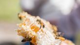 Bee happy: 5 ways to help honey bees all year round