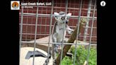 Petting zoo guest ‘acted inappropriately’ in incident with lemur, Oklahoma park says