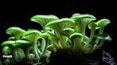 Scientists discover rare species of bioluminescent mushrooms in Kasaragod, warn against their consumption