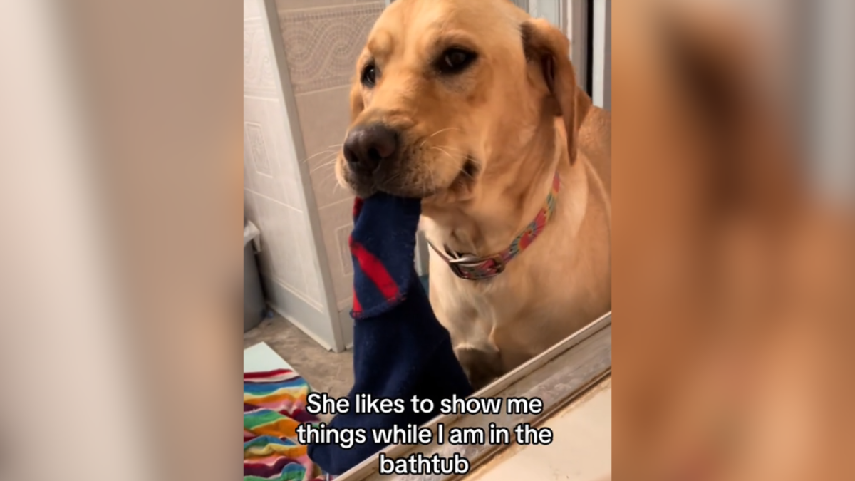 Dog Proudly Brings Mom Random Objects While She's In The Tub