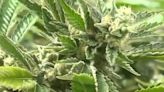 Pro-legalization lawmakers balk at New Hampshire Senate version of marijuana bill