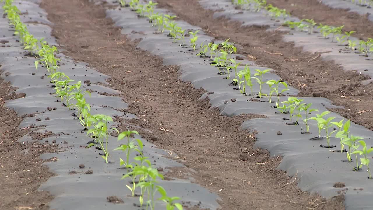 Spring weather in Wisconsin; farmer says rain helping crops