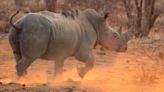 White rhino population increases for first time in over a decade