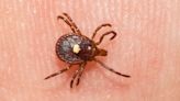 Ticks that trigger red meat allergy spreading in the U.S.