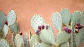 Dermatologists Are Raving About Prickly Pear Oil For Your Skin