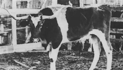 He’s been the University of Texas mascot for over 100 years, but where did Bevo get his name?