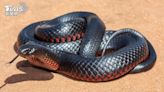 毒蛇賴車內2個月「4捕蛇人都抓嘸」 澳洲女無奈與蛇同行