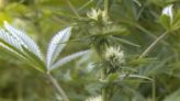 Greater Cincinnati city council debates allowing marijuana dispensaries amid moratorium