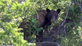 Bear survives hard fall from tree near downtown Salt Lake City