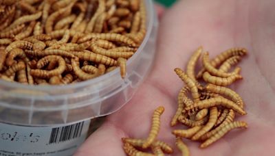 Edible insects take flight in Singapore: Restaurants gear up for bug-based feasts following approval of 16 species