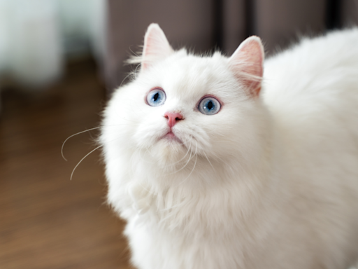 Persian Cat’s ‘Count Catula’ Costume Has People Hypnotized