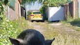 Boar-ish behaviour gets hungry pig apprehended by Great Yarmouth Police