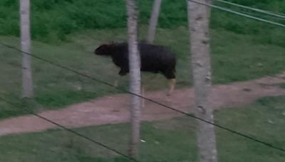 Wild gaur on the loose in suburbs of Kerala capital tranquilised, Forest officials to translocate animal