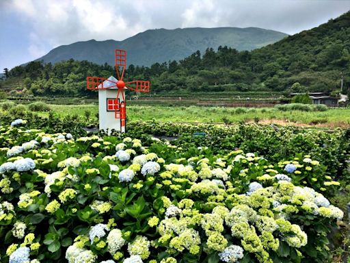 竹子湖繡球花盛開 當網美拍照去 | 蕃新聞