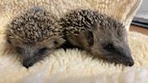 Wildlife fans urged to look out for baby hedgehogs