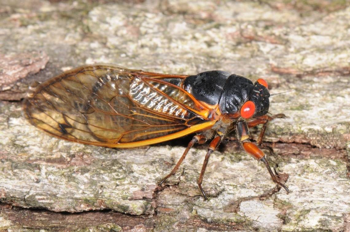 No drone of cicadas where you live? Here is where Brood XIX is emerging in NC