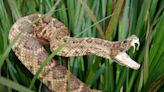 Man shocked as live rattlesnake mailed to him twice