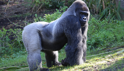 Gorilla Tells Little Boy at the Zoo to Stop Watching Him in the Most Hilarious Way