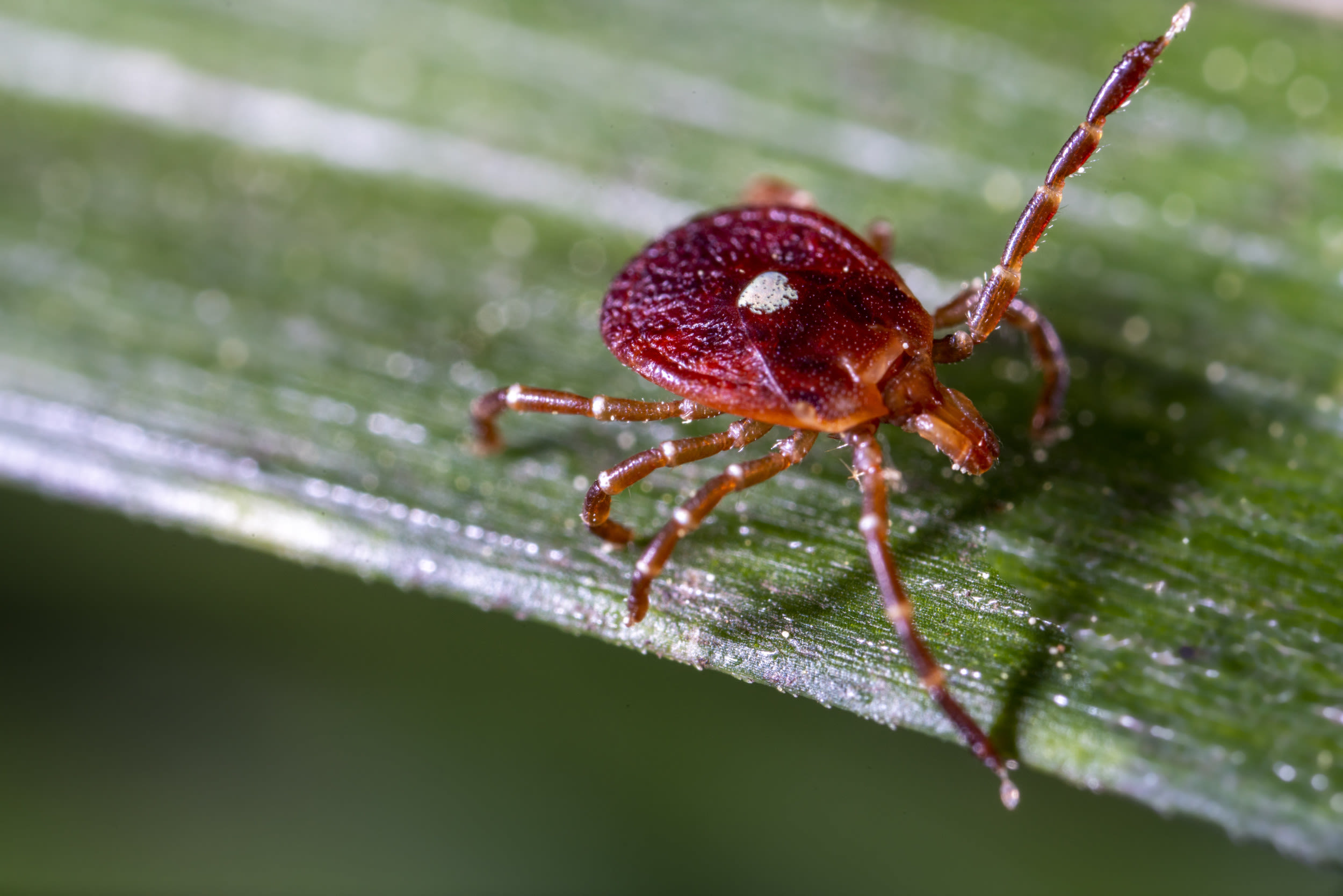 Map shows states warning people about bug that causes meat allergy