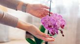 Alan Titchmarsh’s simple care tip to looking after orchids