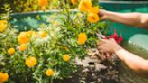 Flowers grown floating on polluted waterways can help clean up nutrient runoff and turn a profit