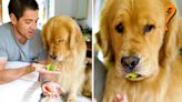 金毛獵犬嘗試不同食物時的搞笑反應 影片走紅