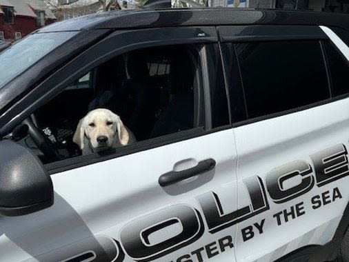 A new police dog joins the force, two guys fall asleep in the wrong hotel room, and arguments ensue over an Asteroids video game - The Boston Globe