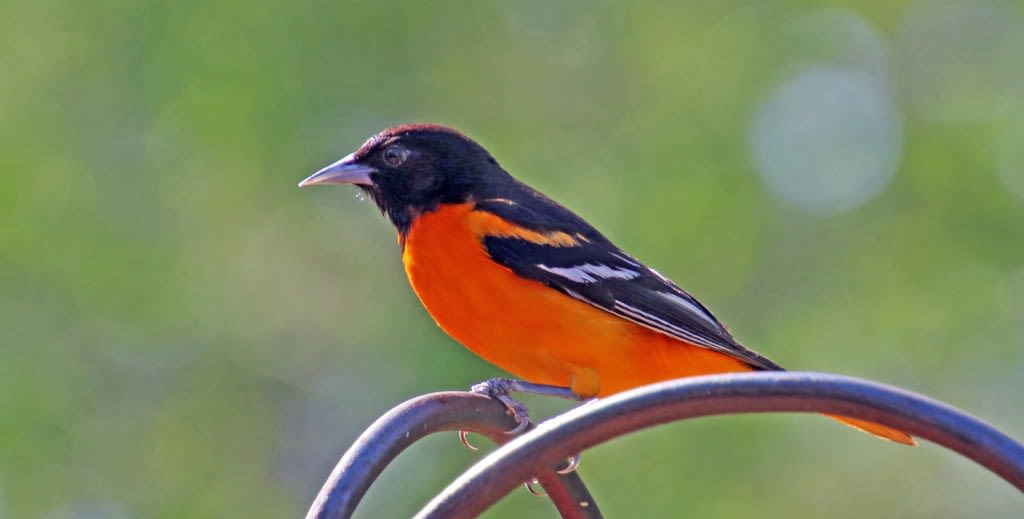 Gerald Winegrad: Presenting the Baltimore oriole, a bird shared throughout the Americas | COMMENTARY