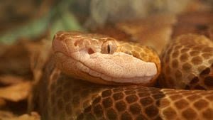 GA man shoots himself in the foot trying to get rid of copperhead snake