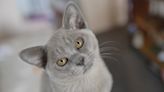 32 reasons to love Burmese cats