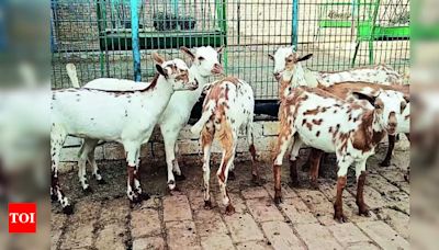 Goat farming to make women self-reliant | Varanasi News - Times of India