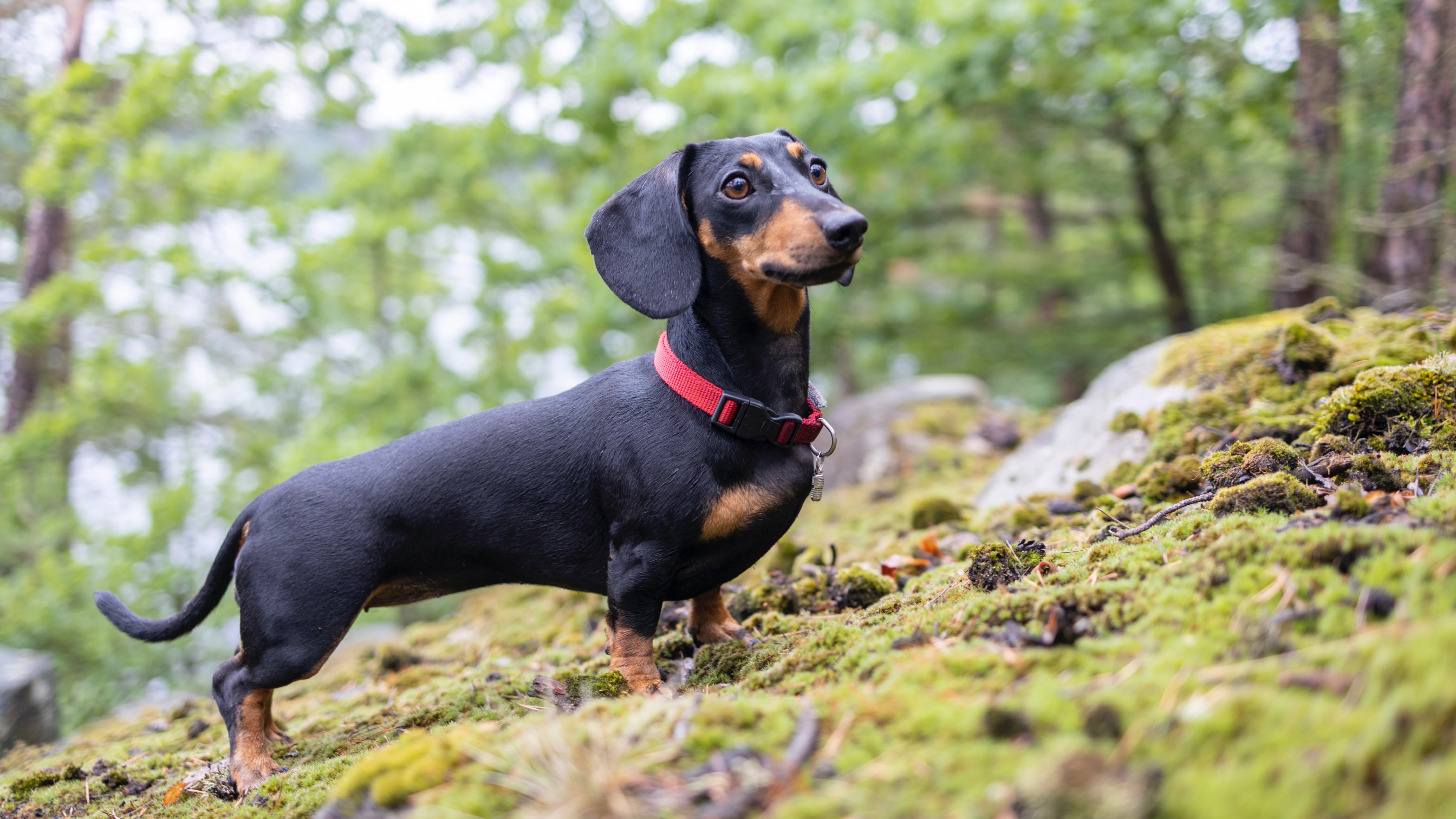 32 things you’ll only know if you’re a dachshund owner