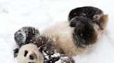 Adorable Twin Panda Cubs Play in the Snow for the First Time at Belgian Zoo
