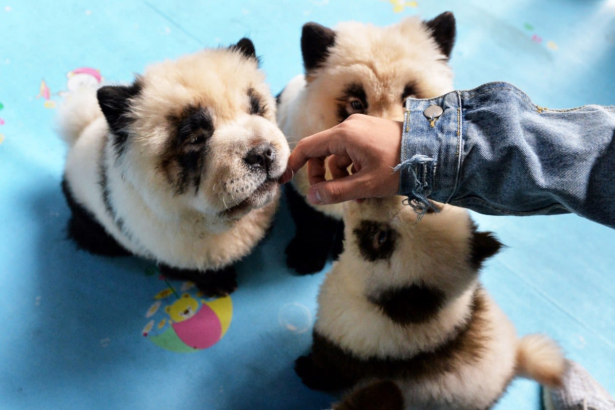 Chinese Zoo Facing Criticism for Dyeing Dogs to Resemble Pandas