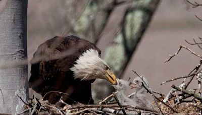 Young bald eagle dies after being hit by car in Columbiana County