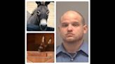 ‘Cowboy’ the donkey was shot in his stall. NC man arrested on cruelty charge.