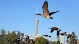 Canada goose: What to do if you encounter the hissing, sometimes aggressive bird — 'back off'