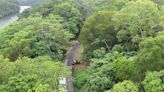 World Rainforest Day 2024: Check these 7 rare animals found mostly in these natural wonders - CNBC TV18