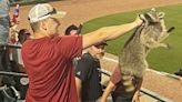 Meet Grant Harmon, the fan who caught a raccoon at Baum-Walker Stadium