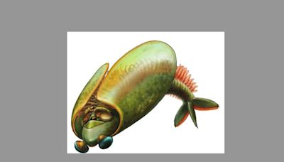 Odaraia, el extraño animal marino con forma de taco