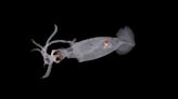 New squid alert! 100+ species discovered off the coast of New Zealand